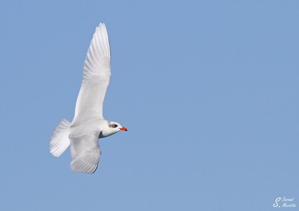 Mouette mélanocéphale