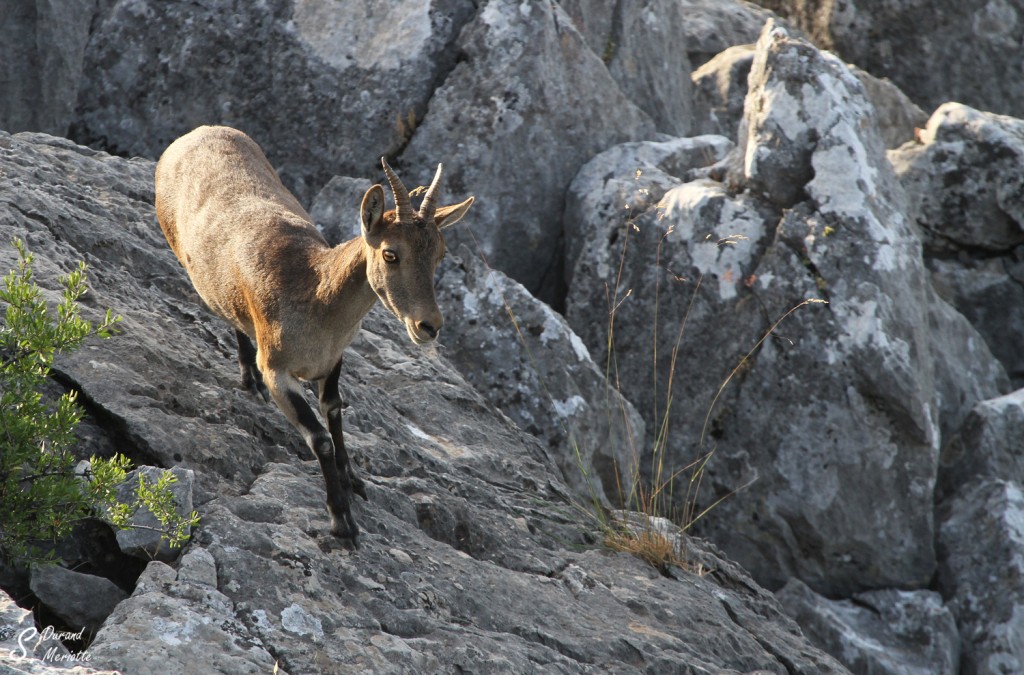 Bouquetin ibérique (Sierra de Grazalema - juillet 2013)