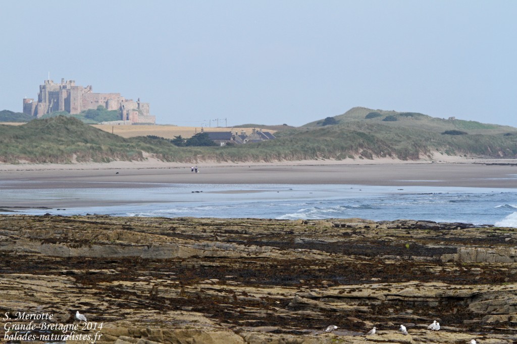 Bamburgh - 11/07/2014