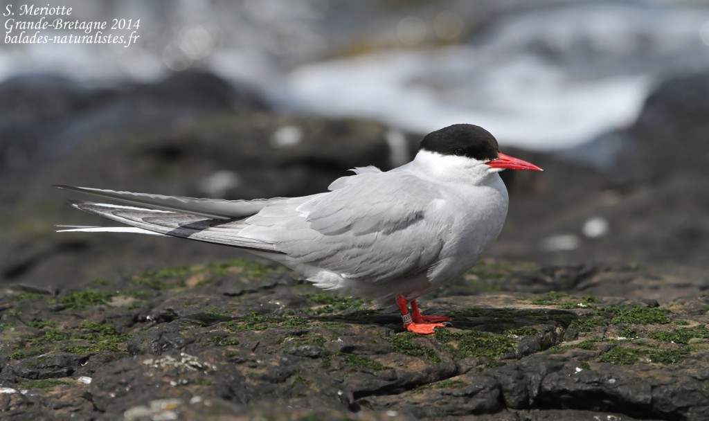 Sterne arctique (Arctic tern) - Inner Farne - 11/07/2014