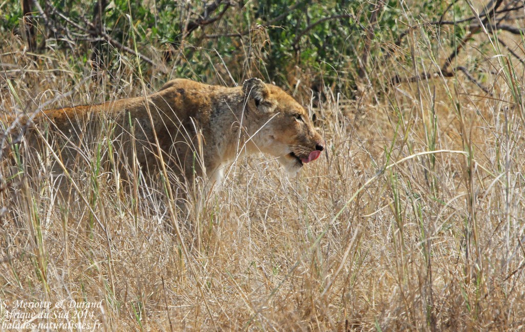 Lionne (Kruger, Lower Sabie)