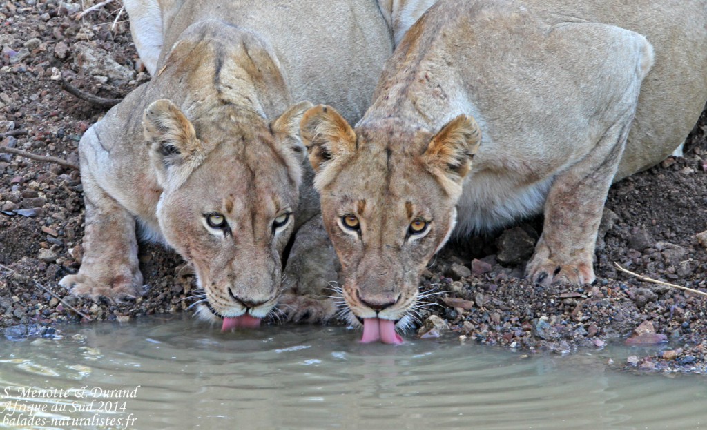Lionnes (Punda Maria, Kruger)