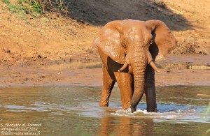 Éléphant (Limpopo, Kruger)