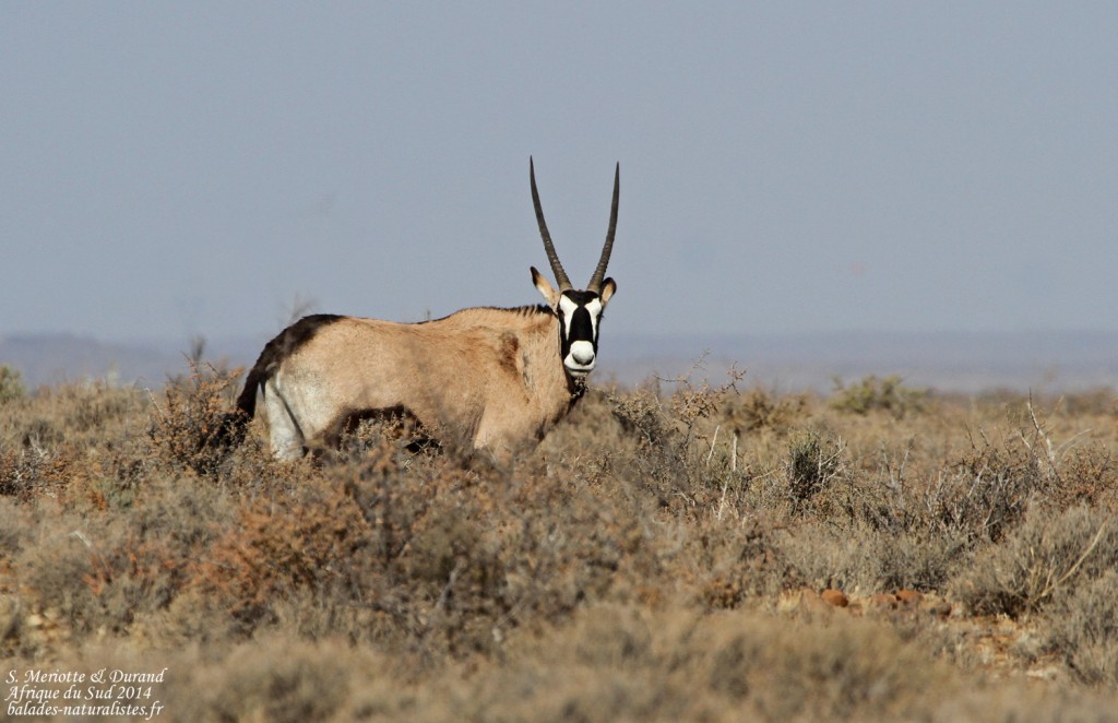 Oryx - Karoo