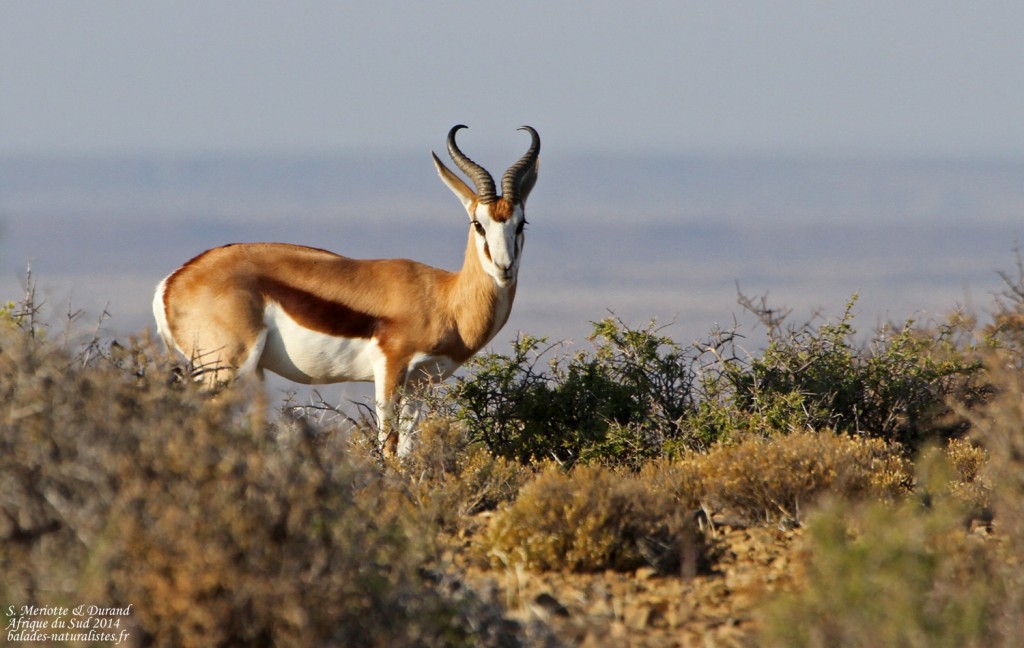 Springbok - Karoo