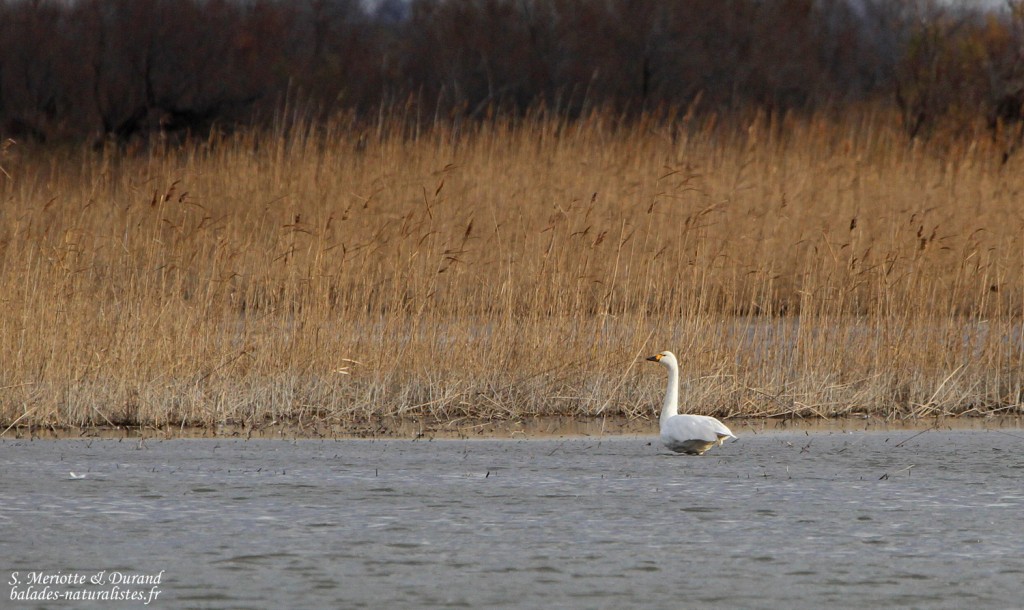 Cygne de Bewick - Camargue (janvier 2015)