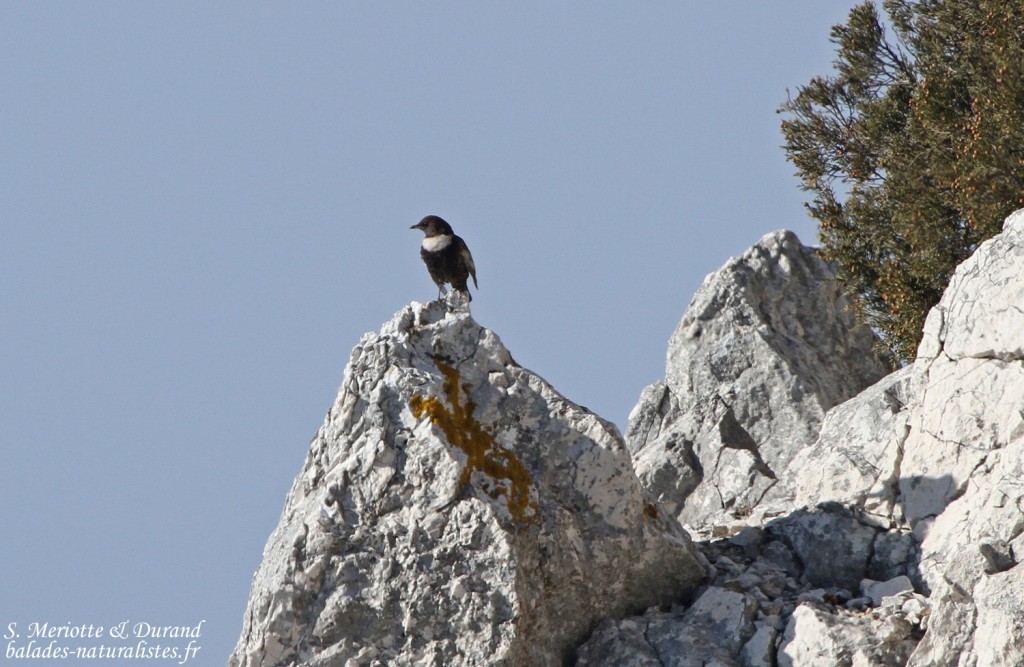 Merle à plastron (Sainte-Victoire, 13)