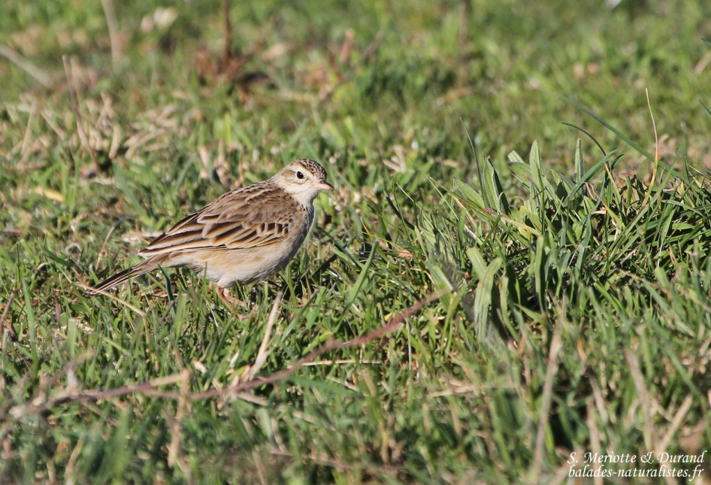 Pipit de Richard - Crau (13)