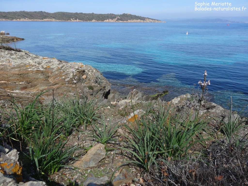 Port-Cros et l'île de Bagaud