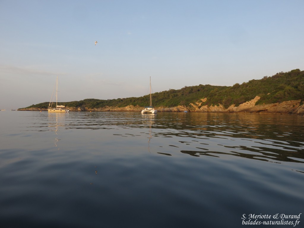 Bagaud (Parc National de Port-Cros)