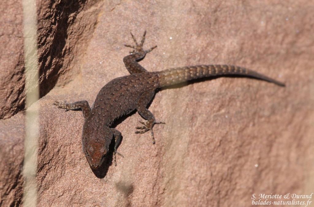 Gecko à paupières épineuses - Quedenfeldtia trachyblepharus, Mont Oukaimeden - Maroc