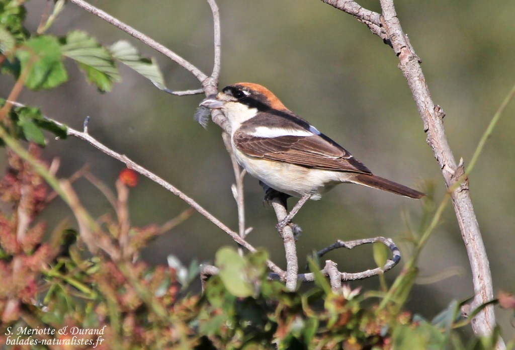 Pie-grièche à tête rousse ssp. badius (Porquerolles)