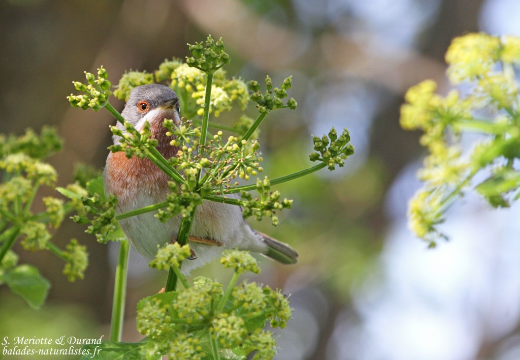 Fauvette des Balkans, Sylvia cantillans albistriata, Roubaud (Hyères, 83) 28/03/2015