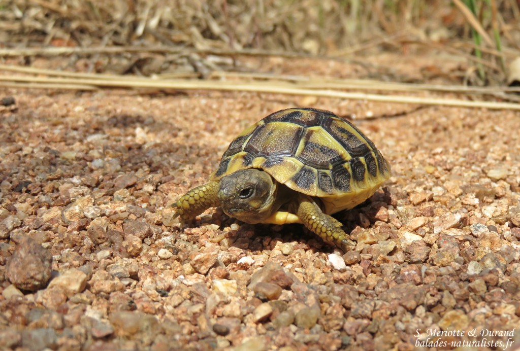 Tortue d'Hermann, Plaine des Maures (83)