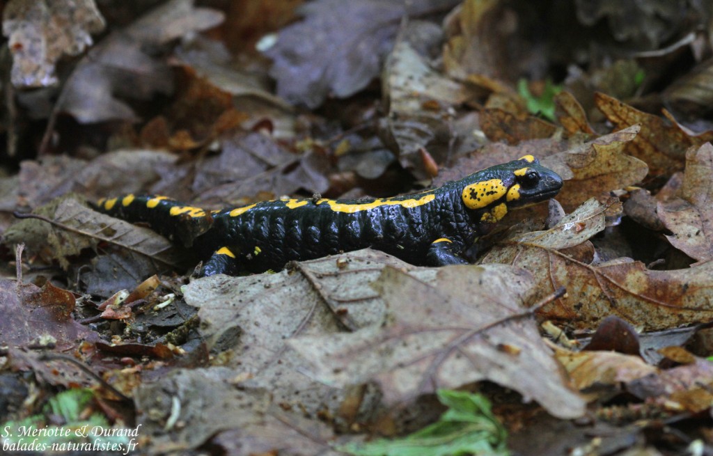 Salamandre tachetée, Zempleni tajvedelmi Körzet