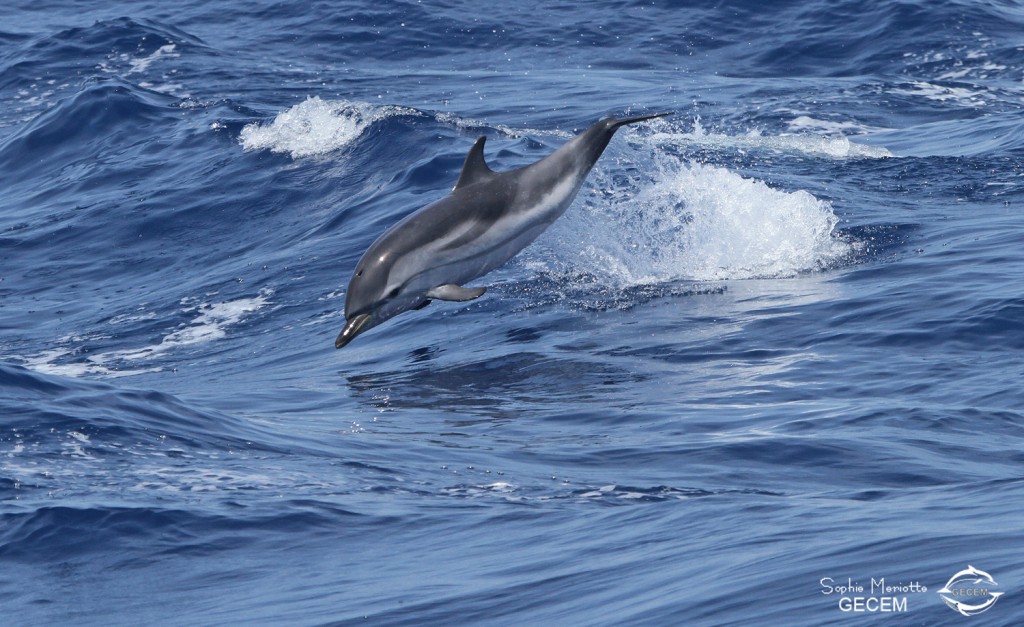 Dauphin bleu et blanc (21 juin 2015)