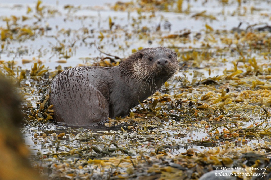 Loutre d'Europe (Norvège, juillet 2015)