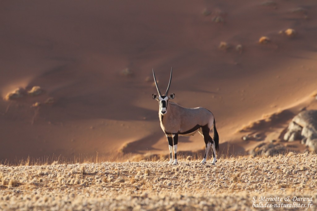Oryx (Sossusvlei)