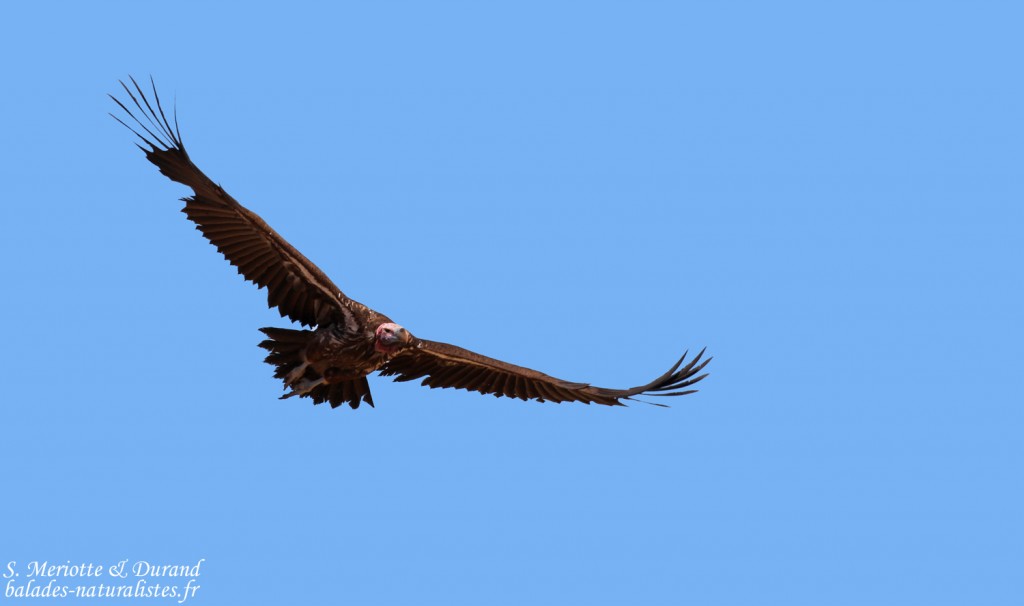 Vautour oricou, sud de Windhoek