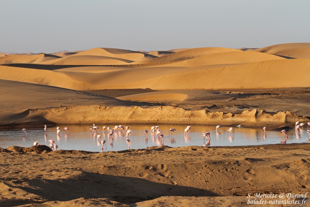 Flamants (Walvis Bay)