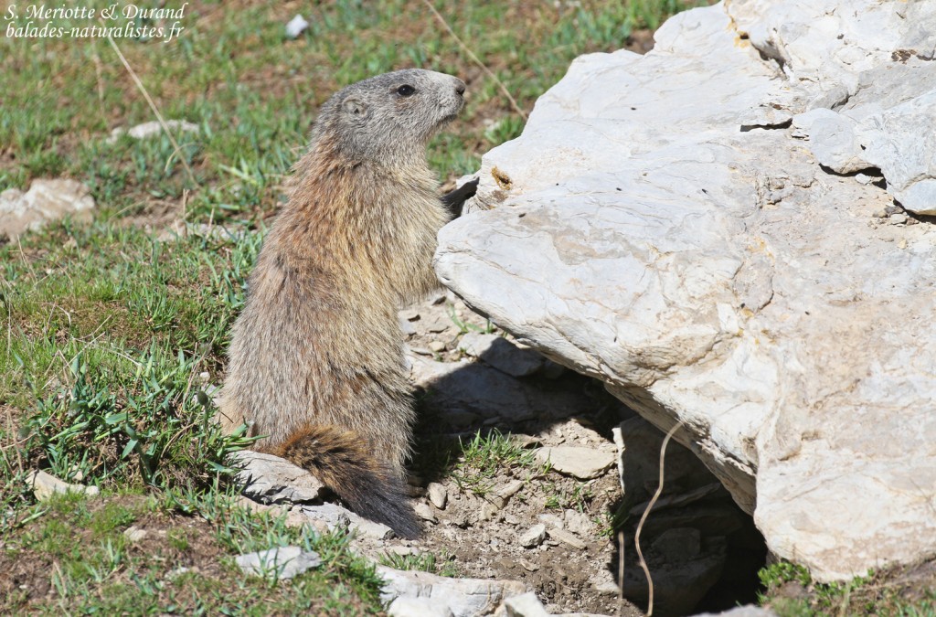 Marmotte des Alpes dans les prairies autour du lac d'Allos, juin 2016