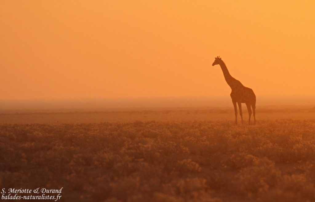 Girafe, Etosha