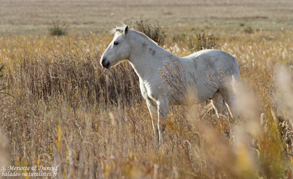 Cheval camarguais, Étang du Verdier