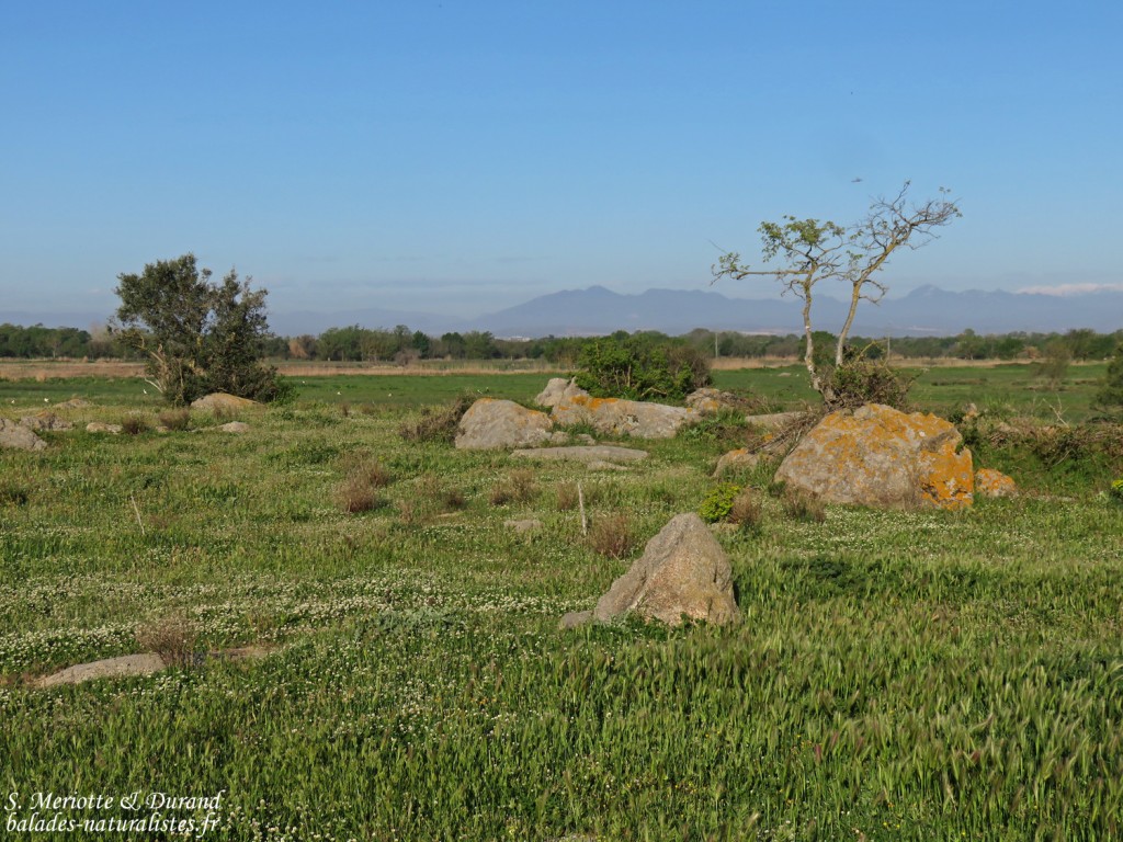 Aiguamolls, prairies de Villaut