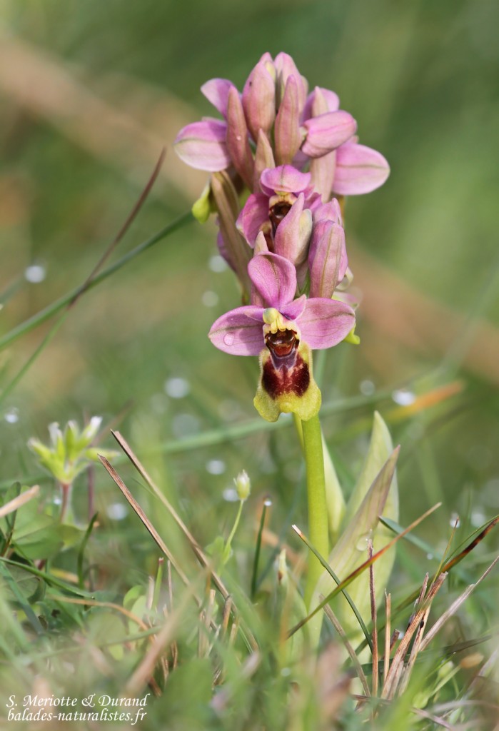 Ophrys tendridinifera, Aiguamolls