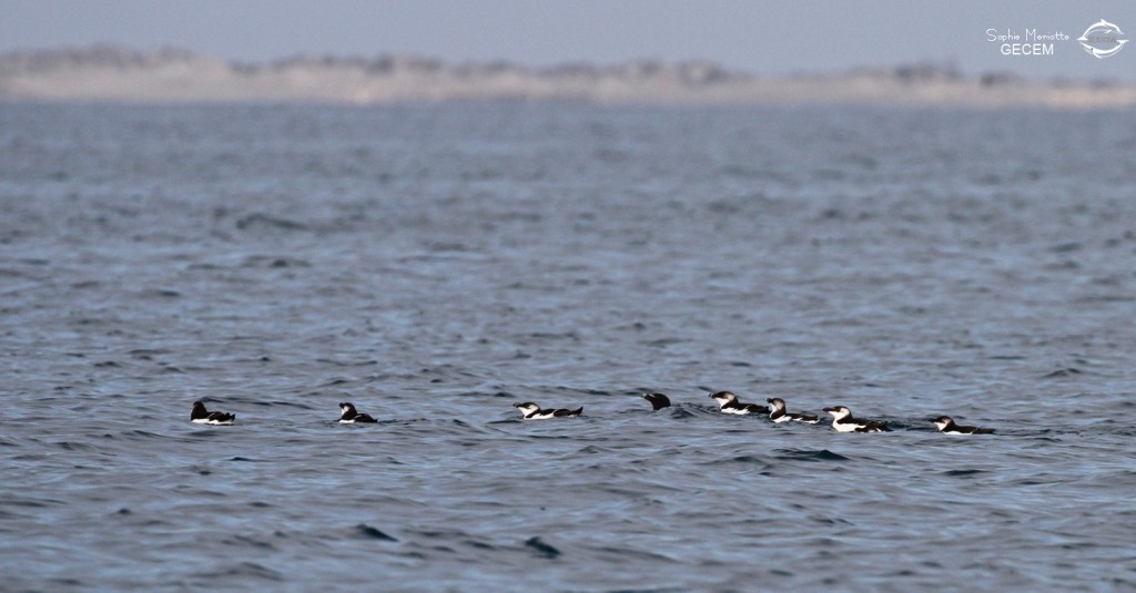 Pingouins tordas au large de la Grande-Motte, 19 mars 2016