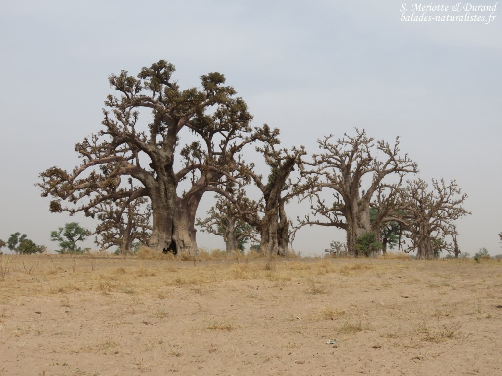 Baobabs près de kaolack