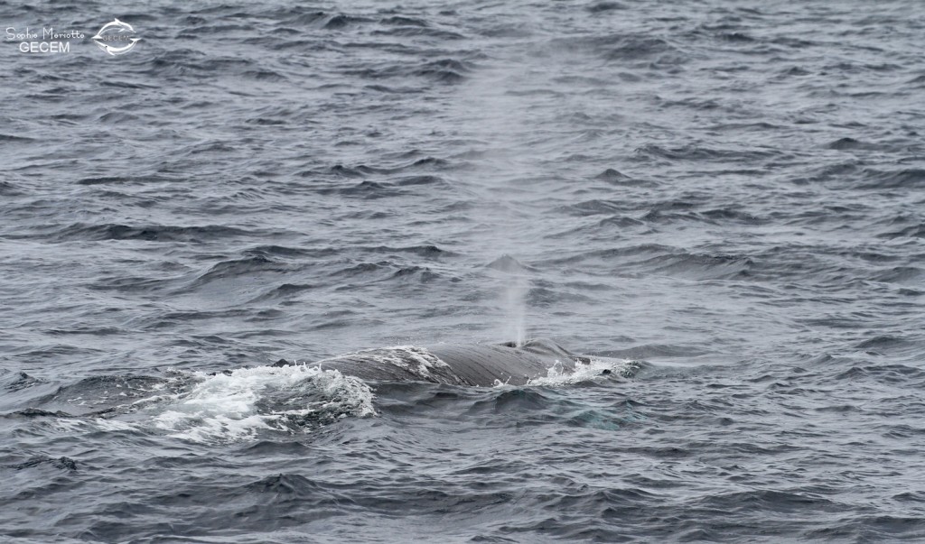 Rorqual commun au large de Sanary