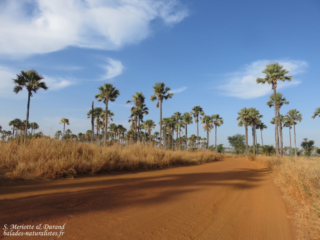 Palmiers, Sine Saloum