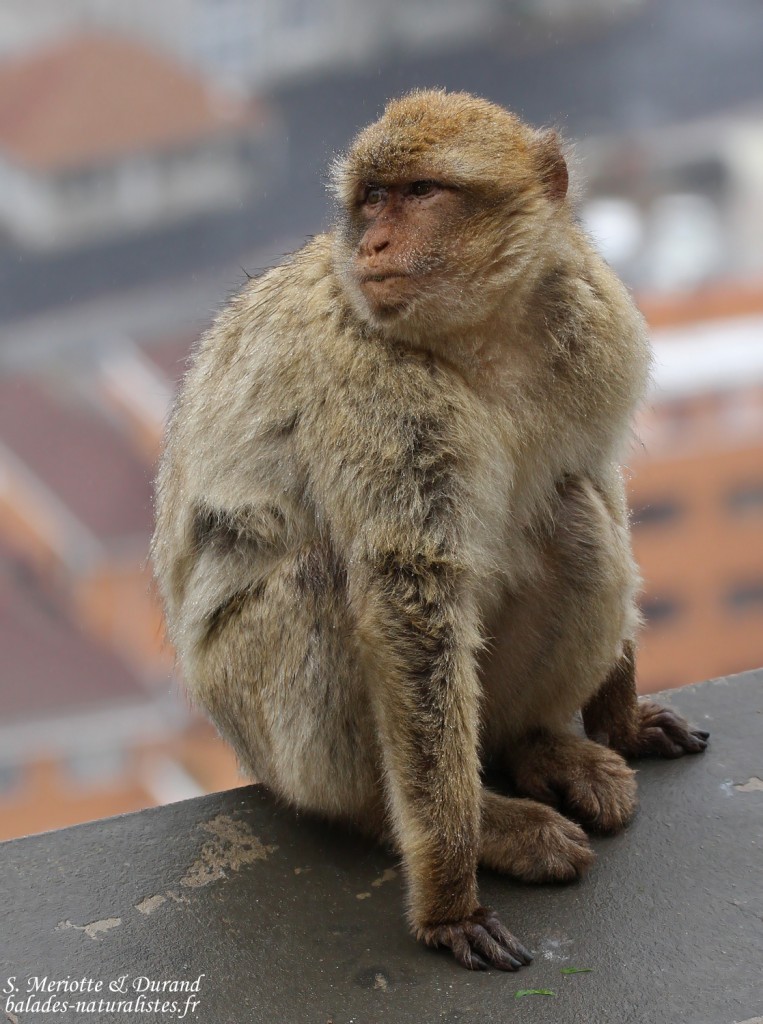 Macaque de Barbarie, Magot, Rocher de Gibraltar