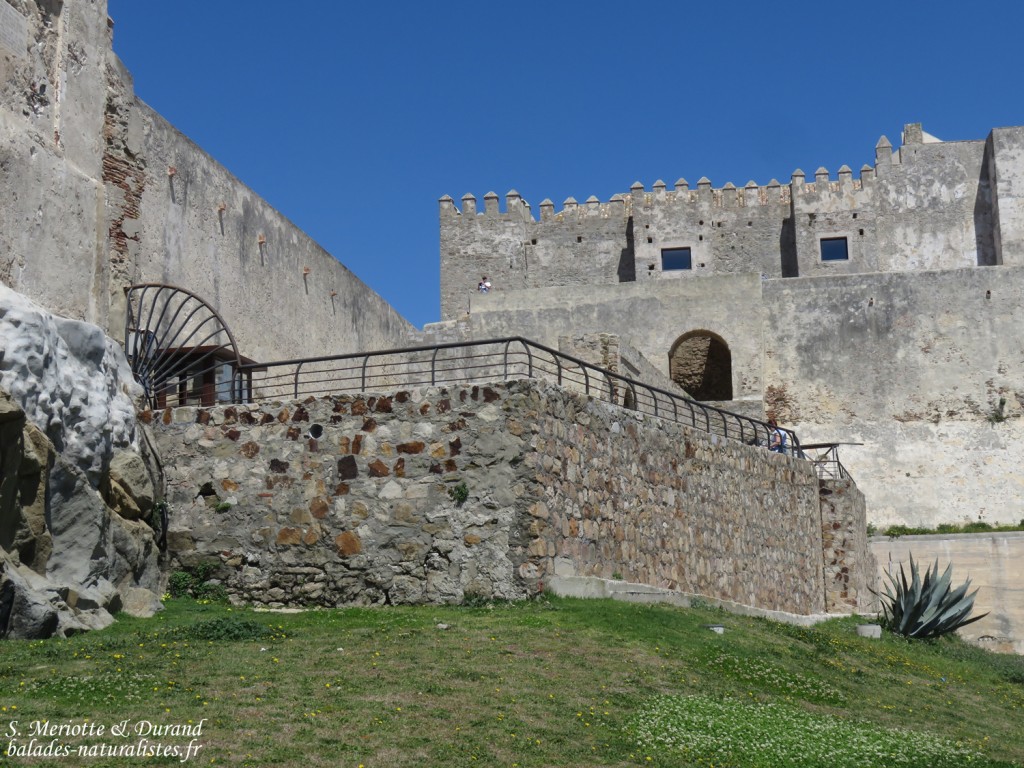 Tarifa