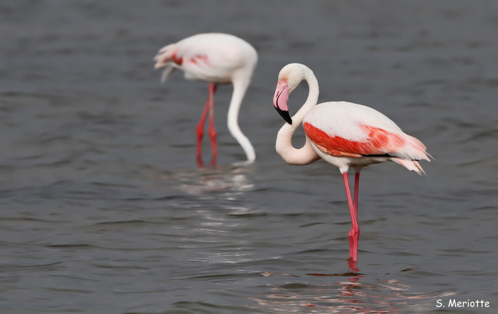 Flamants roses, salins de Bonanza, Donana