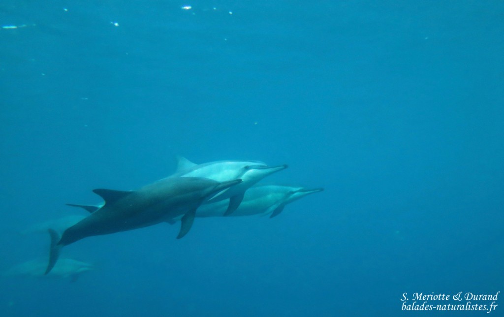 Dauphins à long bec, Baie de Tamarin, Maurice