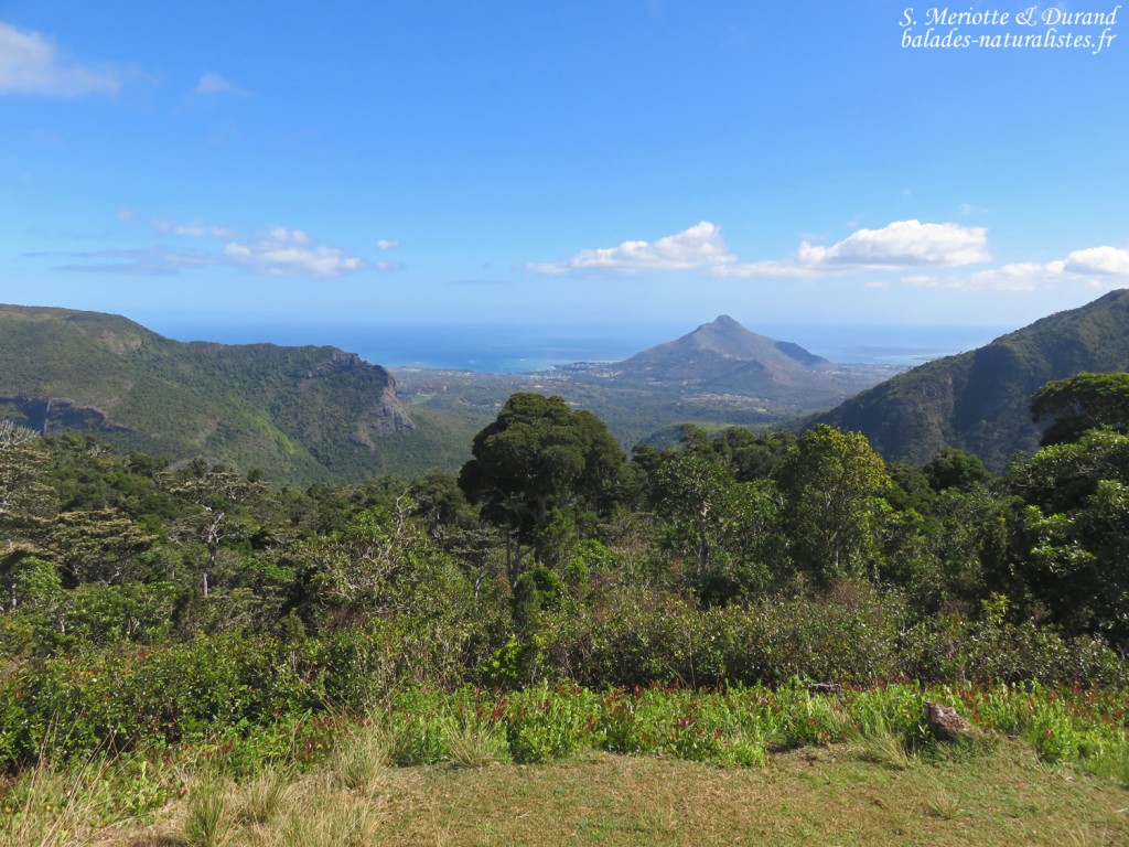 Panorama depuis la Macchabée trail