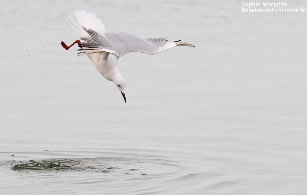 Goéland railleur en pêche sur l'étang du Vaccarès, Camargue