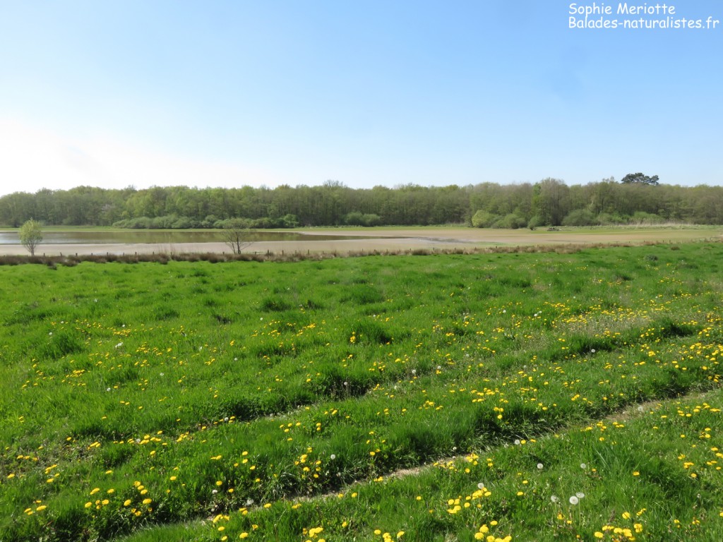 Prairies en Dombes