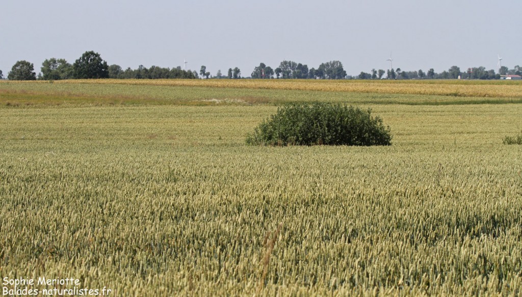 Zones agricoles près d'Hajnowka