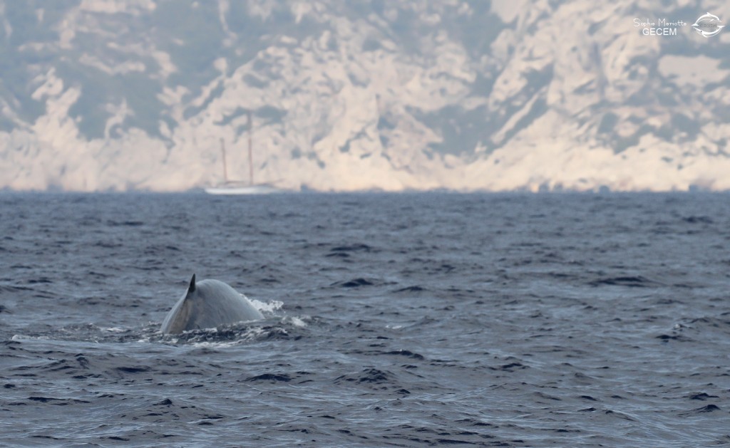 Rorqual commun devant les calanques de Marseille