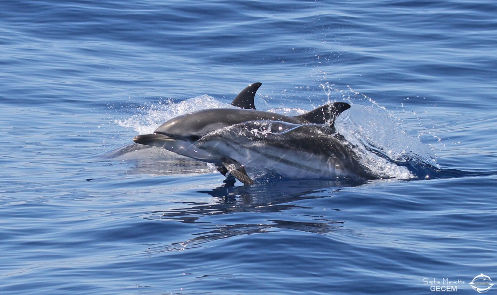 Dauphin bleu et blanc au large de Sanary, 13/08/2017