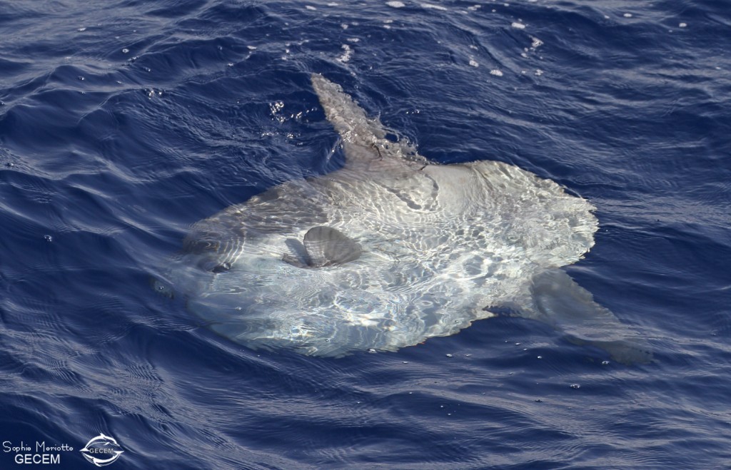 Poisson lune au large des côtes varoises, août 2017