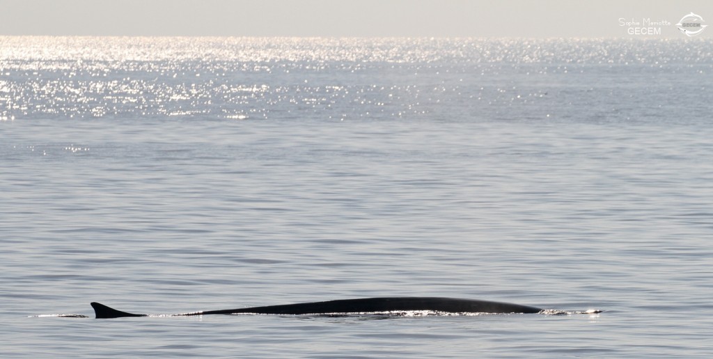 Rorqual commun, Sortie DDV du 15/10/2017