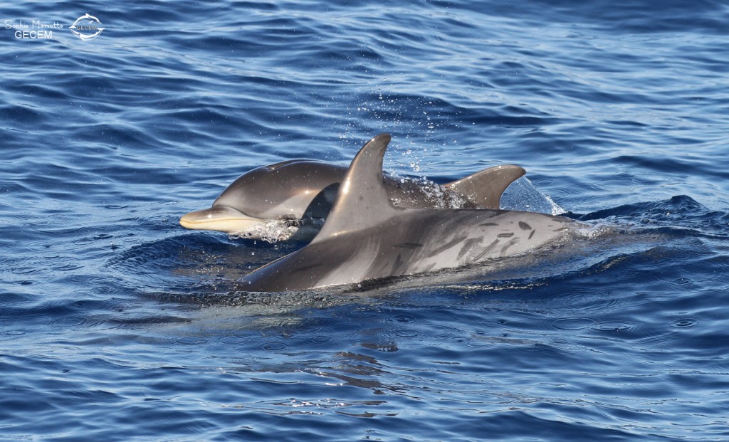 Dauphin bleu et blanc au large de Sanary, 15/08/2017