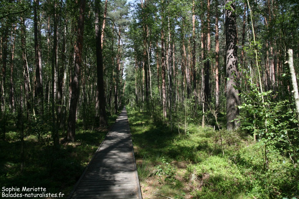 Forêt autour de Grzedy