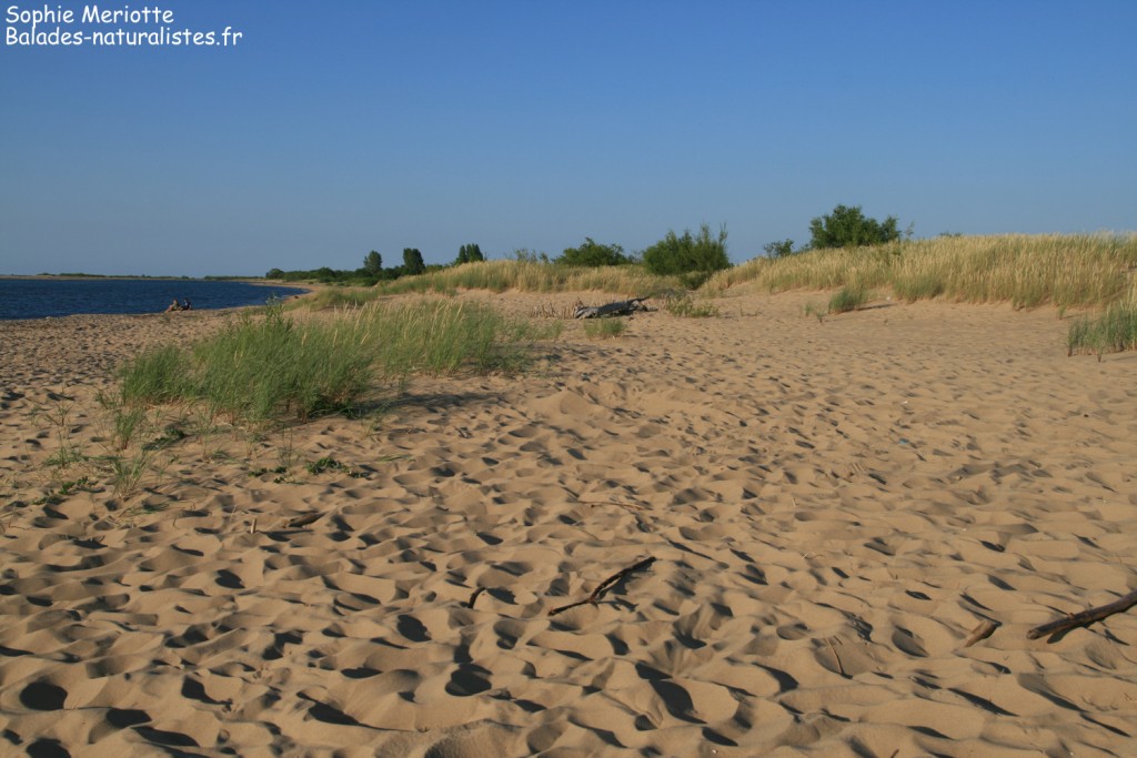 Nature Reserve Mewia Łacha