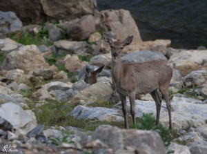 Le parc naturel de Montfragüe