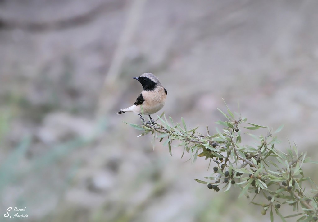 traquet noir et blanc